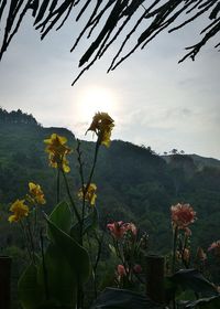 Flowers blooming by tree against sky