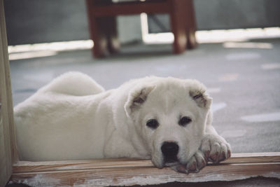 Portrait of dog lying down