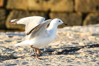 Close-up of seagull perching on rock at beach