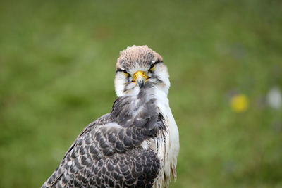 Portrait of hawk