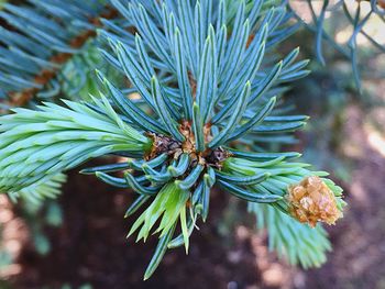 Close-up of pine tree