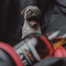 Close-up of dog at home