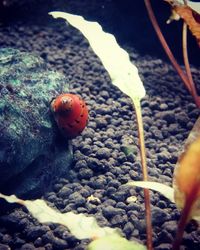 Close-up of ladybug on plant