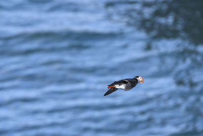 Bird flying over sea