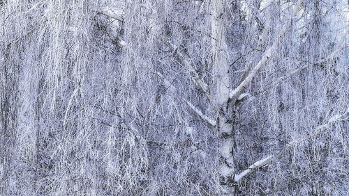 Full frame shot of bare tree