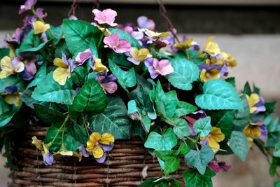 Close-up of purple flowering plants