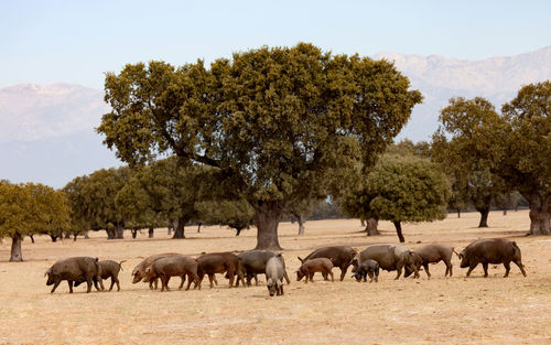 Horses in a field