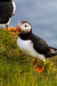 Close-up of a bird on a land