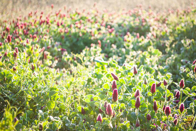 Close-up of plants on field