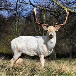 Deer standing on field