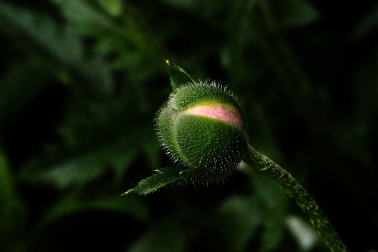 CLOSE-UP OF BLUE FLOWER BUDS