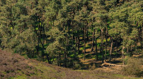 Pine trees in forest