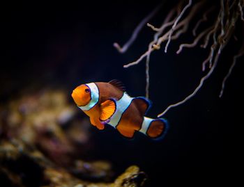 Close-up of fish swimming in aquarium