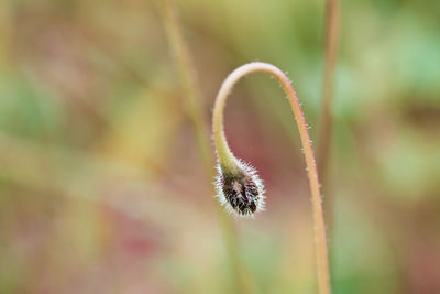 Close-up of flower bud