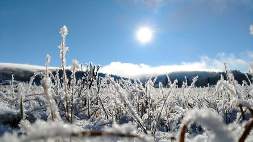 Panoramic shot of frozen plants on field against sky
