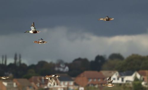 Ducks flying in the sky