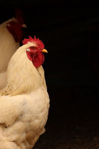 Close-up of rooster against black background