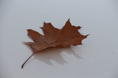 Close-up of maple leaf against white background