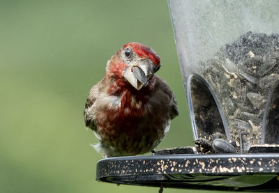 Close-up of bird perching on feeder