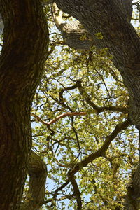 Low angle view of tree