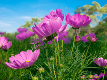 Close-up of pink flowering plants on field