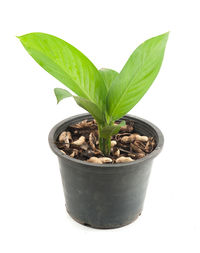 Close-up of potted plant against white background