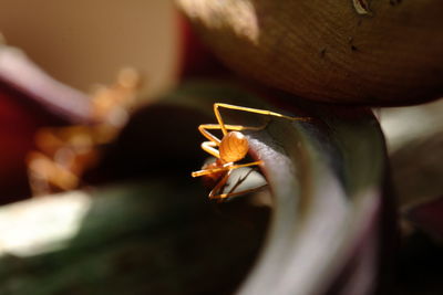 Close-up of insect on flower