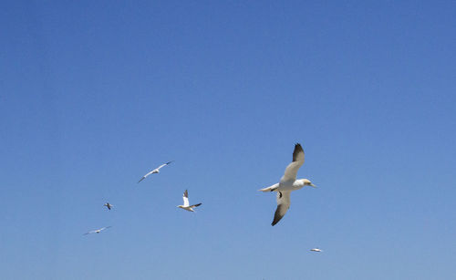 Low angle view of birds flying against clear blue sky