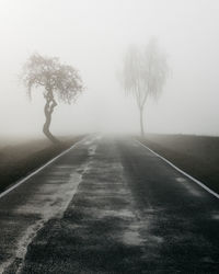 Empty road amidst trees