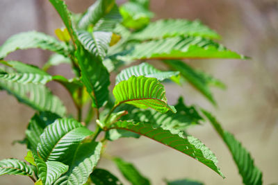 Close-up of freshh mitragyna speciosa or kratom leaves growing in the garden