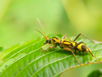 Close-up of insect on leaf