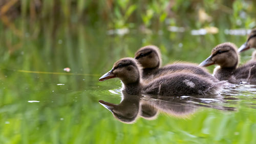 Ducks swimming in lake