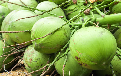 Close-up of fruit