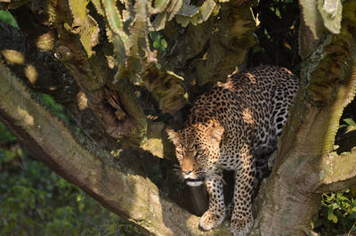 Leopard on tree
