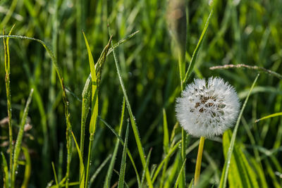 Close-up of dandelion growing on field