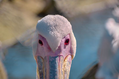 Close up photo of magnificent big birds of a pelican. detailed glance and eye looking of the animal.