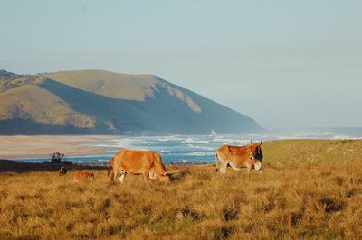 Cows grazing in a majestic field by the beach infront of mountains 