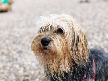 Close-up of a dog