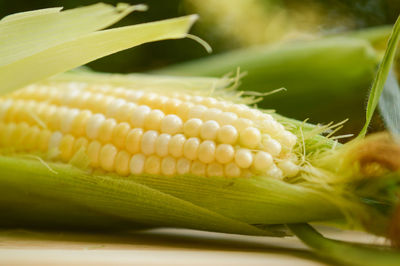 Close-up of corn