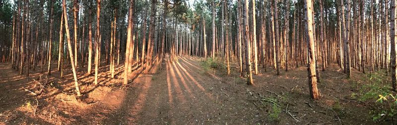 View of trees in forest