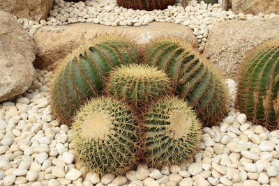 Close-up of succulent plant