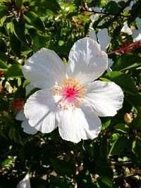 Close-up of flower growing on tree