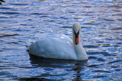 Swan swimming in lake