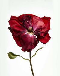 Close-up of wilted rose against white background