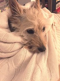Close-up of dog lying on sofa