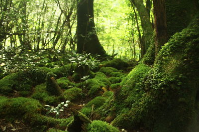 Trees growing in forest