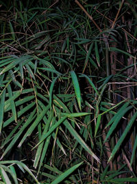 High angle view of bamboo plants on field