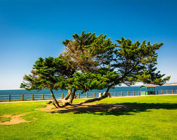 Trees on field against clear blue sky