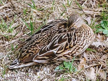 High angle view of mallard duck on field