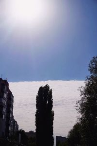 Trees against clear sky